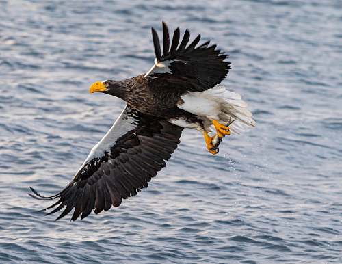 eagle flying black and white bird bird