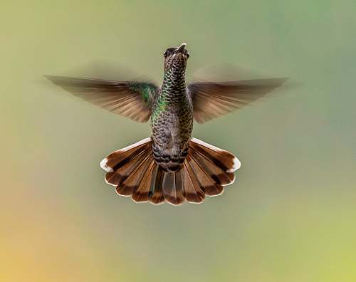 bird flying brown bird vulture