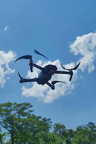 bird flying drone near tree flying