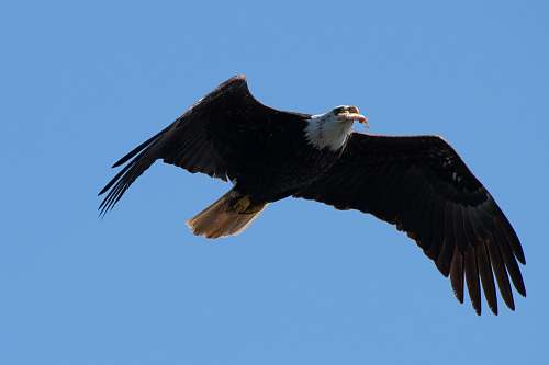 bird flying eagle during day bald eagle