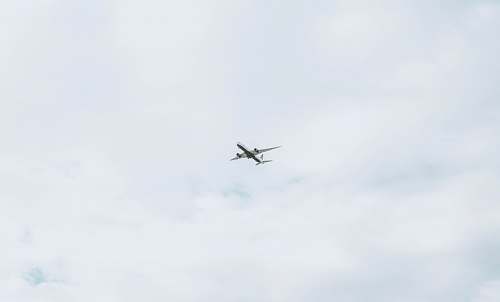 bird flying passenger plane during daytime flying