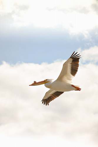 bird flying pelican flying