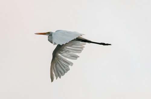 bird flying white bird waterfowl
