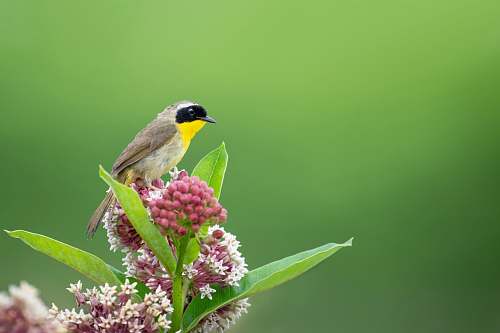 bird focus photography of gray bird finch
