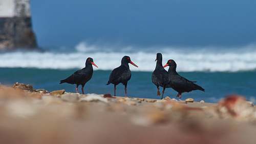 bird four black birds waterfowl