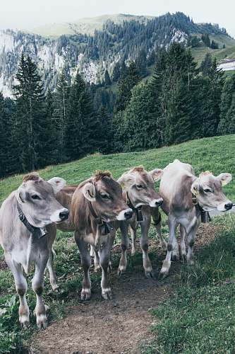 mammal four brown and grey cows cattle