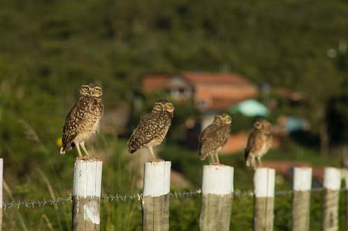 bird four brown birds on white wooden posts during daytime owl