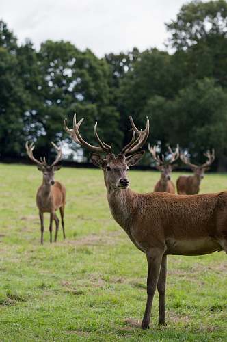 deer four brown deers standing on grass near trees mammal