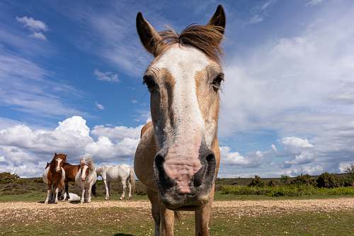 horse four brown horses on field during daytime mammal