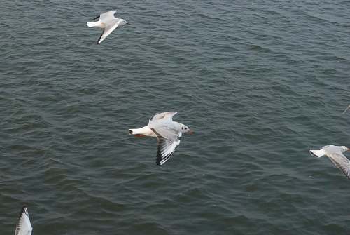 bird four white birds flying over body of water grey