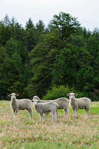 mammal four white sheep on green field surrounded with green trees sheep