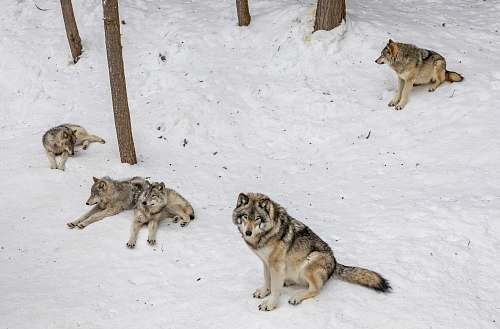 mammal four wolves on snow coyote