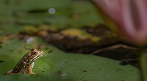 lizard frog on leaf reptile