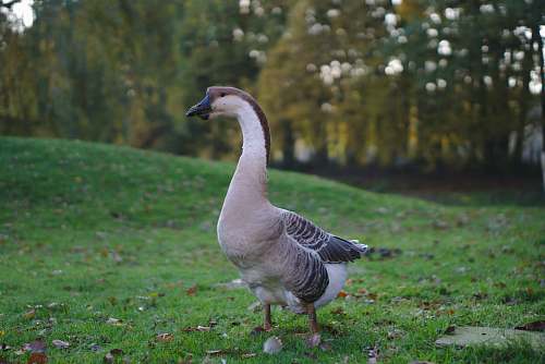 bird goose standing on grass goose