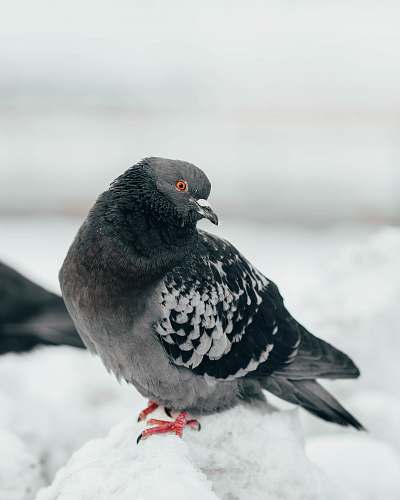 bird gray and black bird on snow dove