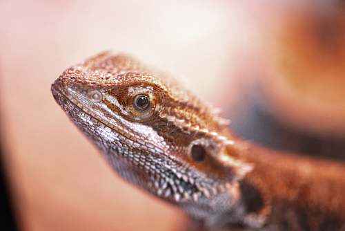 lizard gray and brown bearded dragon close-up photography reptile