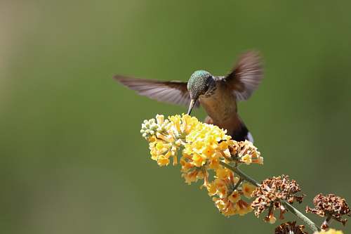 bird gray and brown hummingbird perching on yellow petaled flower hummingbird