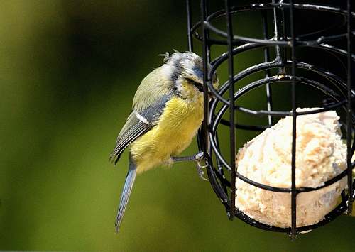 bird gray and green bird perching on a cage finch