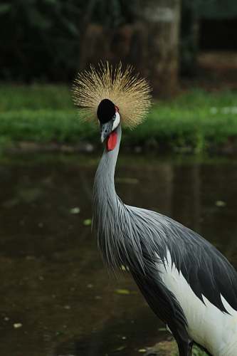 bird gray and white bird jay