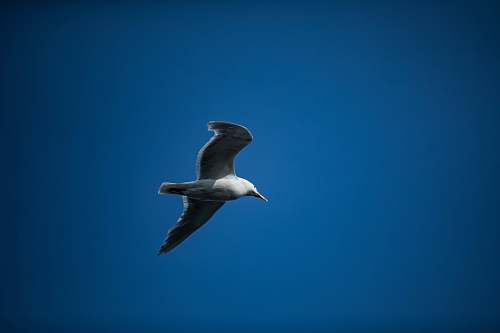 bird gray and white bird on flight flying