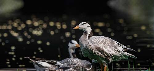 bird gray and white birds goose