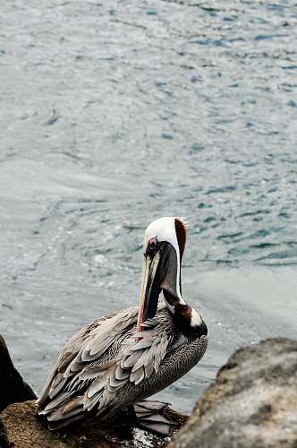 bird gray and white long-beaked bird on rock pelican