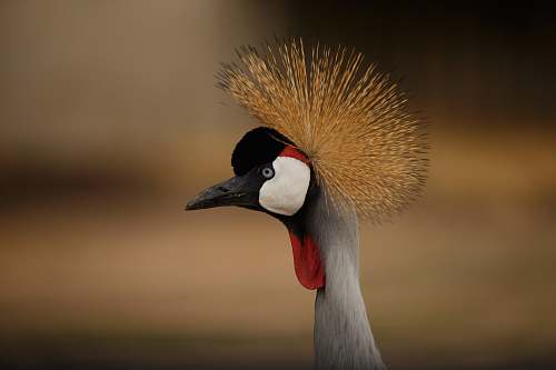 bird gray animal crane bird