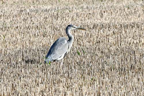 bird gray bird during day waterfowl