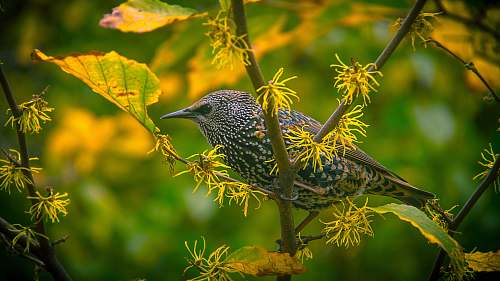 bird gray bird on tree branch tree