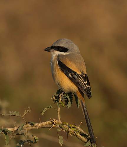 bird gray bird perching on branch finch