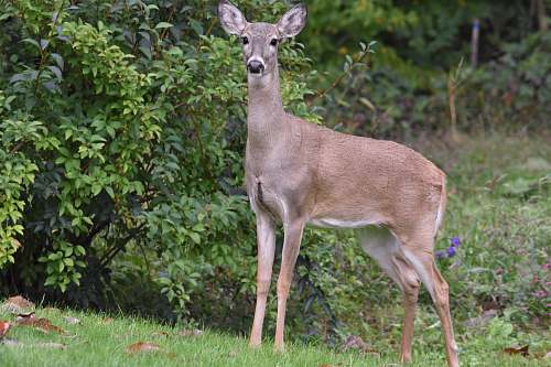 wildlife gray deer near plant antelope