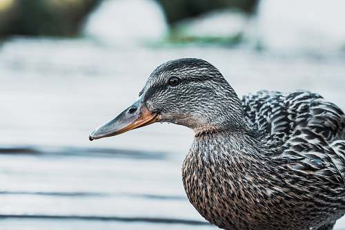 bird gray duck waterfowl