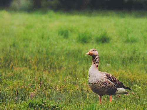 bird gray duck on grass field green