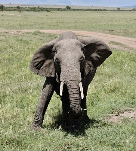elephant gray elepahnt wildlife