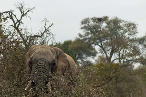 mammal gray elephant in forest vegetation