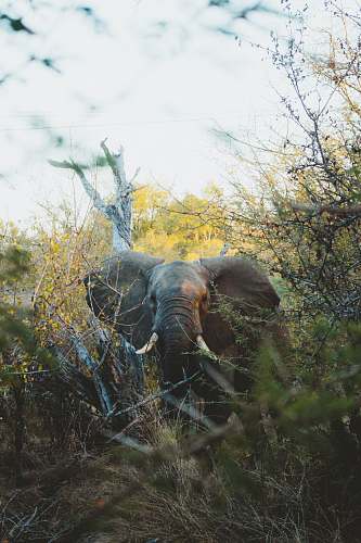 wildlife gray elephant in woods elephant