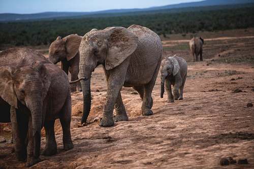 mammal gray elephants elephant