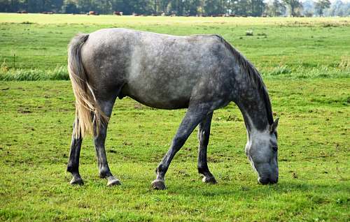 mammal gray horse horse