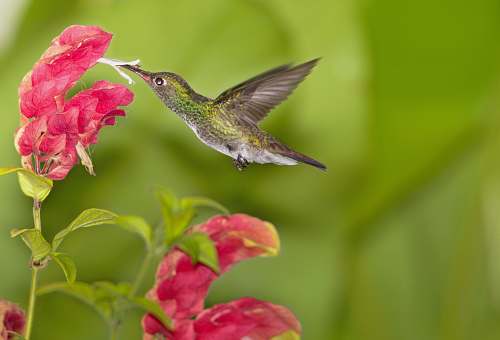 bird gray humming bird hummingbird