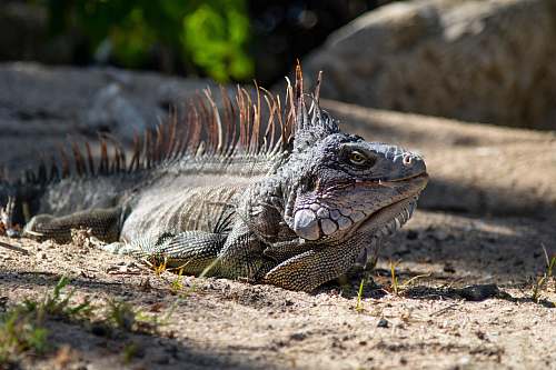 iguana gray iguana during daytime lizard
