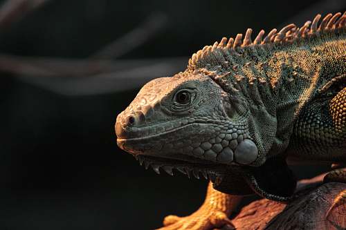 reptile gray iguana facing sideways iguana
