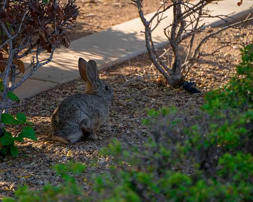 kangaroo gray rabbit on ground near gray pathway at daytime mammal