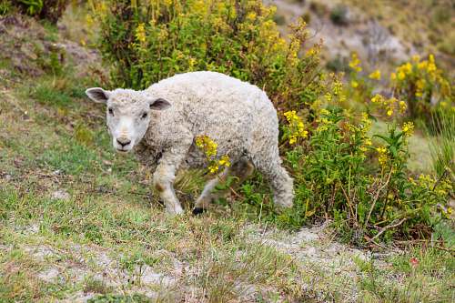 mammal gray sheep walking on green grass field sheep
