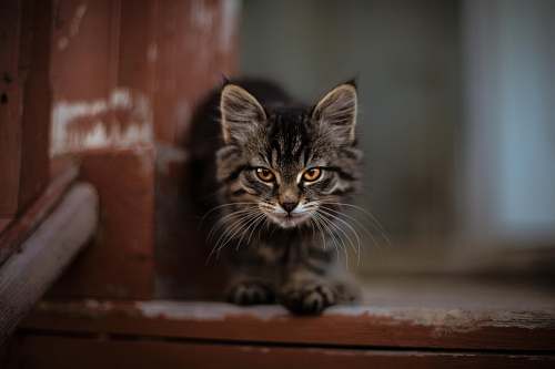pet gray tabby cat sitting on brown wooden surface cat