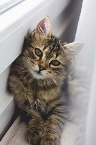 cat gray tabby kitten leaning on white wall kitten