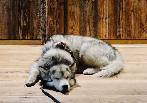 dog gray wolf husky