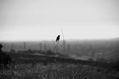 bird grayscale photo of bird on plants black-and-white