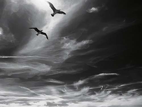 bird grayscale photo of birds flying under cloudy sky black-and-white