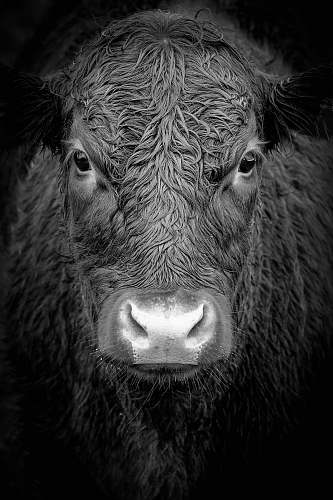 black-and-white grayscale photo of buffalo grey