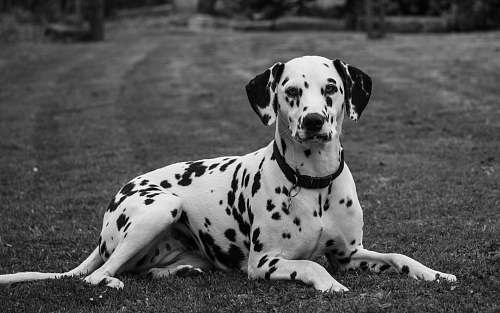 black-and-white grayscale photo of Dalmatian laying on grass field dog